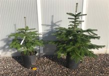 Nordmannsgran 60 - 80